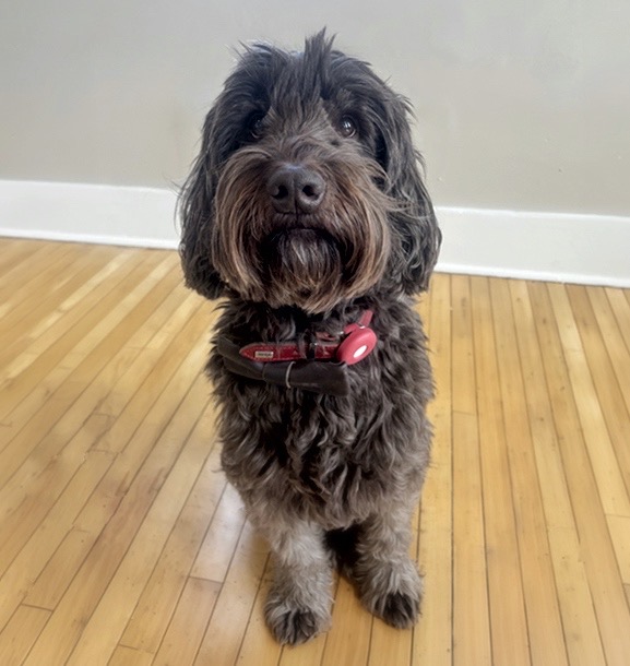 Odo - First Impressions Coordinator